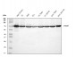 Anti-Annexin VI Antibody Picoband™ (monoclonal, 4C4)