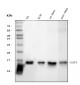 Anti-FABP4 Antibody Picoband™ (monoclonal, 10E12)