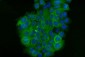 Anti-Cytokeratin 5 Antibody Picoband™ (monoclonal, 5D3F7)