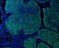 Anti-Cytokeratin 5 Antibody Picoband™ (monoclonal, 5D3F7)