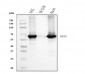 Anti-Cytokeratin 5 Antibody Picoband™ (monoclonal, 5D3F7)