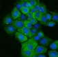 Anti-Cytokeratin 5 Antibody Picoband™ (monoclonal, 9H2F8)