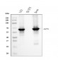 Anti-Cytokeratin 5 Antibody Picoband™ (monoclonal, 9H2F8)