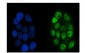 Anti-p95 NBS1 Antibody Picoband™ (monoclonal, 5D7A1)