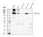 Anti-p95 NBS1 Antibody Picoband™ (monoclonal, 5D7A1)