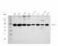 Anti-PCNA Antibody Picoband™ (monoclonal, 2G2)