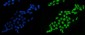 Anti-splicing factor 1 Antibody Picoband™ (monoclonal, 7D9E3)