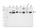 Anti-splicing factor 1 Antibody Picoband™ (monoclonal, 7D9E3)