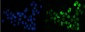 Anti-splicing factor 1 Antibody Picoband™ (monoclonal, 2F5D10)