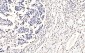 Anti-splicing factor 1 Antibody Picoband™ (monoclonal, 2F5D10)