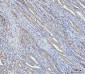 Anti-Grp75 Antibody Picoband™ (monoclonal, 4I9)
