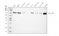 Anti-Grp75 Antibody Picoband™ (monoclonal, 4I9)