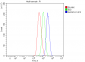 Anti-ALDH1A1 Antibody Picoband™ (monoclonal, 4C3)