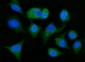 Anti-ALDH1A1 Antibody Picoband™ (monoclonal, 4C3)