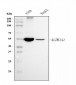 Anti-ALDH1A1 Antibody Picoband™ (monoclonal, 4C3)