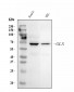 Anti-Glutaminase/GLS Antibody Picoband™ (monoclonal, 9G6)