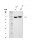 Anti-Glutaminase/GLS Antibody Picoband™ (monoclonal, 9G6)