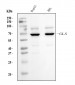 Anti-Glutaminase/GLS Antibody Picoband™ (monoclonal, 3G13)