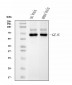 Anti-Glutaminase/GLS Antibody Picoband™ (monoclonal, 3G13)