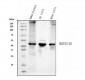 Anti-HSD3B1 Antibody Picoband™ (monoclonal, 3F3C/7F9C8)