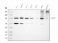 Anti-MCM6 Antibody Picoband™ (monoclonal, 3I4C8)