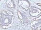 Anti-MCM6 Antibody Picoband™ (monoclonal, 3F13C4)