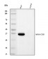 Anti-CD20/MS4A1 Antibody Picoband™ (monoclonal, 4I11)