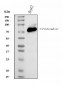 Anti-Prothrombin Antibody Picoband™ (monoclonal, 4G13G9)