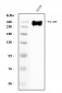 Anti-Filamin B/FLNB Antibody Picoband™ (monoclonal, 11E2D2)