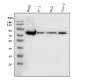Anti-FACL4/ACSL4 Antibody Picoband™ (monoclonal, 4I7)