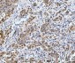 Anti-Neurofibromin/NF1 Antibody Picoband™ (monoclonal, 4C6F10)