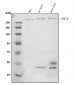 Anti-Neurofibromin/NF1 Antibody Picoband™ (monoclonal, 4C6F10)