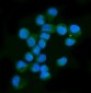 Anti-Neurofibromin/NF1 Antibody Picoband™ (monoclonal, 4F8B7)