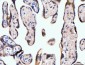 Anti-Neurofibromin/NF1 Antibody Picoband™ (monoclonal, 4F8B7)