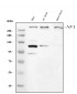 Anti-Neurofibromin/NF1 Antibody Picoband™ (monoclonal, 4F8B7)