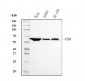 Anti-PKM2 Antibody Picoband™ (monoclonal, 11I4C3)