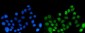 Anti-DYNLL1/PIN Antibody Picoband™ (monoclonal, 6G2H1)