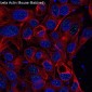 Anti-beta Actin Mouse Monoclonal Antibody