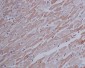 Anti-beta Actin Mouse Monoclonal Antibody