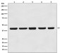 Anti-beta Actin Mouse Monoclonal Antibody