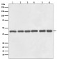 Anti-beta Actin Mouse Monoclonal Antibody(HRP Conjugated)