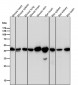 Anti-beta Actin Mouse Monoclonal Antibody(HRP Conjugated)