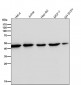 Anti-beta Actin Mouse Monoclonal Antibody(HRP Conjugated)