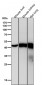 Anti-beta Actin Mouse Monoclonal Antibody(HRP Conjugated)