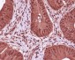 Anti-GAPDH Mouse Monoclonal Antibody