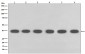 Anti-GAPDH Mouse Monoclonal Antibody
