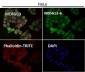 Anti-beta Tubulin Rabbit Monoclonal Antibody