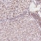 Anti-beta Tubulin Rabbit Monoclonal Antibody