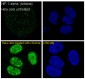 Anti-HIF-1 alpha Rabbit Monoclonal Antibody