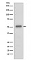 Anti-p57 Kip2 Rabbit Monoclonal Antibody